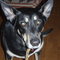 Bat_dog_thumb