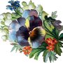 Pansy_large
