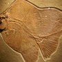 Fossil_solnholfen-fish_large