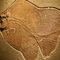 Fossil_solnholfen-fish_thumb