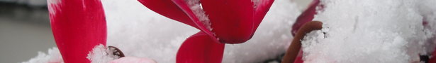 Dscf1882_show