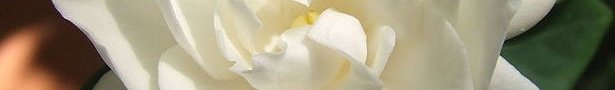 760px-white_gardenia_flower_show