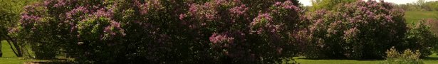 Photo_1__show