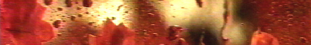 Roses_1_show