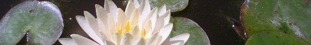 Lily_banner_show