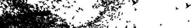 Birds_show