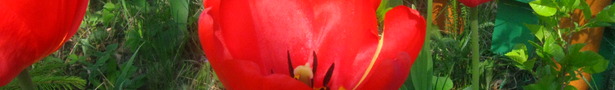 Vfq_006_show