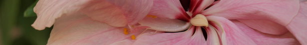 P5074179_show