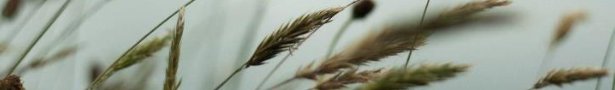 Banner_show