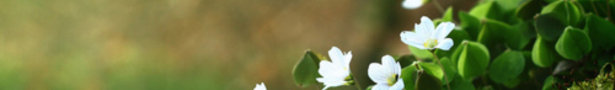 White_violets_show