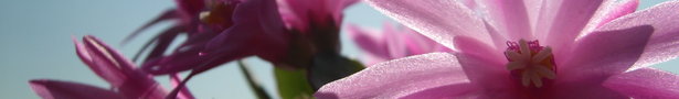 Kaktus_4__show
