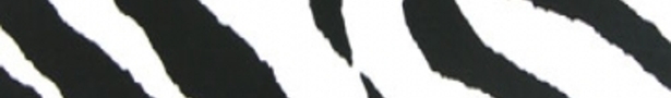 Layout_zebra_show