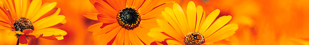 Garden_show