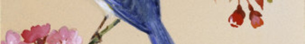 Blue-bird-on-cherry-blossom-branch_show