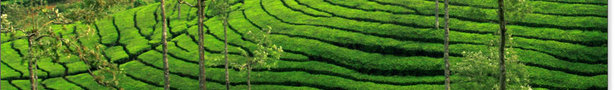 Bannertea_show