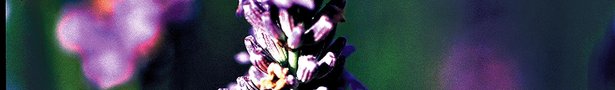 Lavendar_show