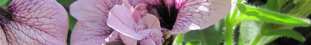 Mn_2010_011_show