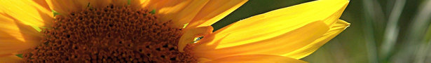 Sunflower_show