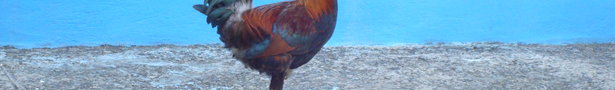 Dsc05881_show