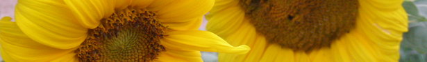 P7240143_show