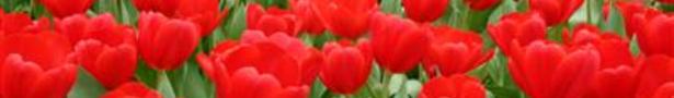 Tulpen_show