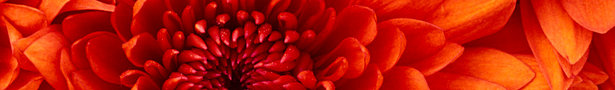 Chrysanthemum_show