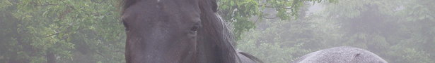 Foggy_morning_june_07_018_show