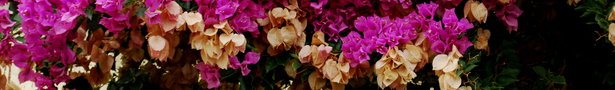 Dsc_0272_show