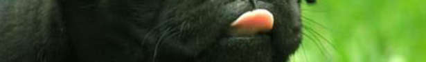 Blackpug_show