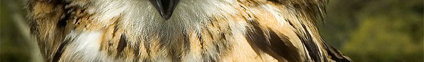 59678765_indianeagleowl01_show