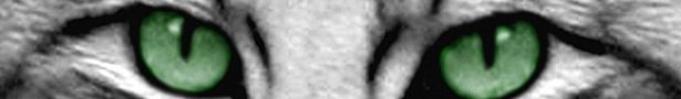 Cat_eyes_banner_show