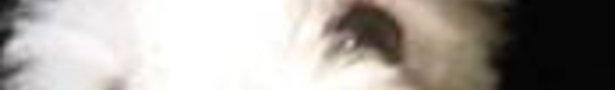 Jj_show