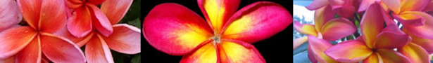 Frangipani_banner-bot2_show