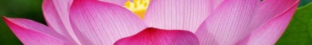 Pink-lotus-flower_show