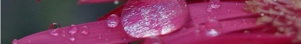 Download-free-desktop-wallpaper-macro-nature-flower-picture-cesar-r-picture_show