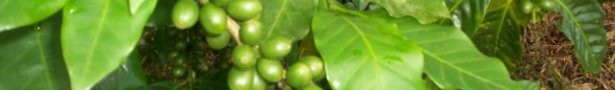 Coffee_beans_show