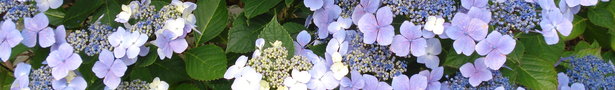 Dsc03341_show