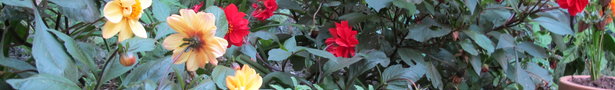 Img_3392_show
