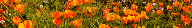Flowers_show
