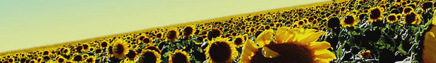 Sunflower_banner_show