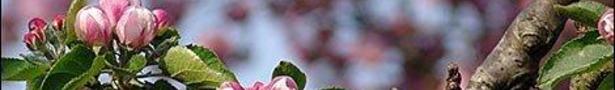 Bramley_apple_blossom_470x353_show