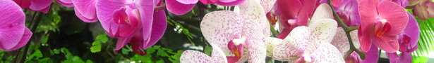 Img_0242_show