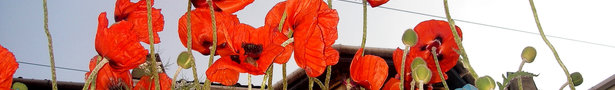 Poppies_show