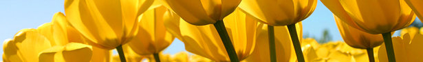Tulips_show