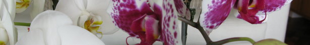 005_show