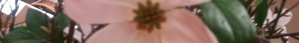 Wp_000230_show