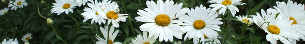 Flowers_007_show