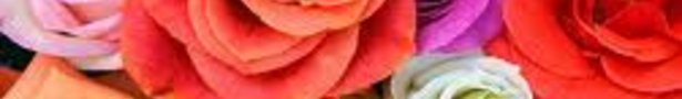 Images_1__show