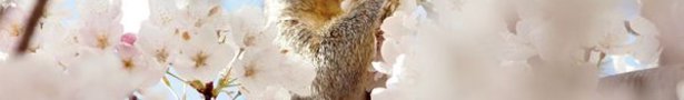 Baner_show