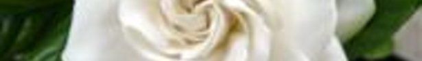 Gardenia-mystery-1s_show